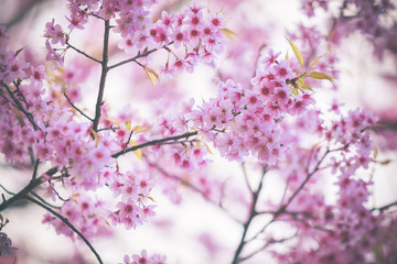 Wall Mural - wild himalayan cherry spring blossom