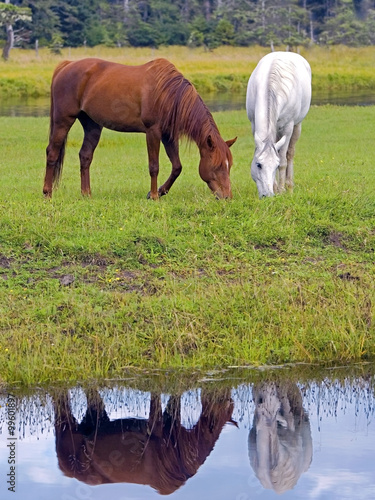 Naklejka na meble Two Horses grazing by pond , with reflection on water