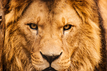 Closeup Portrait Of An African Lion