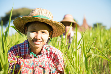 Traditional Myanmar female farmers working in field