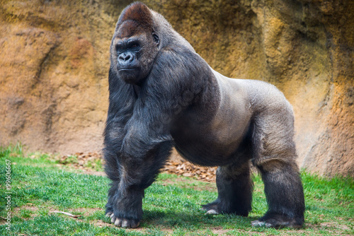 Fényképezés  Male gorilla.
