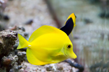 Wall Mural - Zebrasoma yellow tang fish