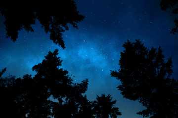 Wall Mural - night sky shot underneath trees