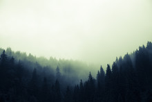 Clouds And Fog Over Pine Tree Forest