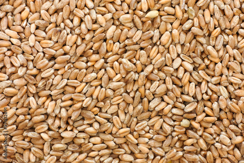 Whole wheat grain kernels background - obrazy, fototapety, plakaty 
