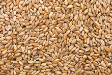 Whole Wheat Grain Kernels Background