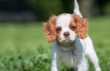 Closeup Of A Spaniel Puppy Face