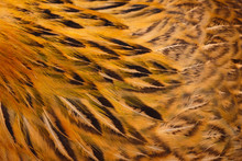  Orange Feathers
