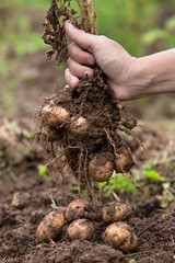 Wall Mural - digging bush potato