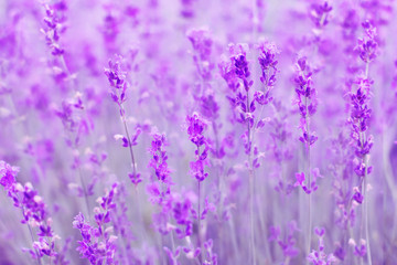 Wall Mural - field lavender flowers