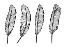 Set Of Isolated Feathers. Vector Illustration In Black And White.