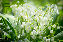 Spring Flowers - Lily Of The Valley In The Garden