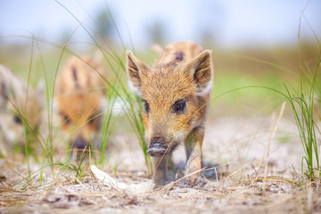 Wall Mural - Wild piglets