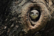 Owl Hiding In A Tree
