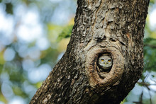 Owl Hiding In The Tree