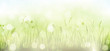 Green spring bokeh background with grass, sky and blurry light d