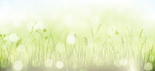 Wall Mural - Green spring bokeh background with grass, sky and blurry light d