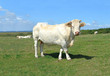 vache charolaise dans un pré de la Côte d'Opale