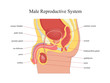 Male reproductive system.Vector illustration.