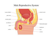 Male Reproductive System.Vector Illustration.