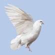 White Pigeon bird animal low poly design. Triangle vector illustration.