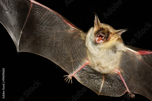 Fotografie, Obraz Greater mouse-eared bat isolated in black