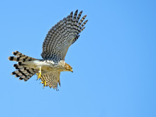 Cooper's Hawk In Flight
