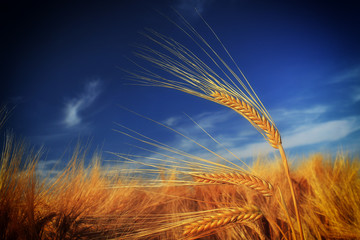 Canvas Print - wheat field