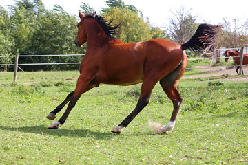 Wall Mural - Beautiful arabian stallion galloping on summer pasture