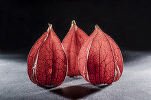 Red Physalis On A Black Background