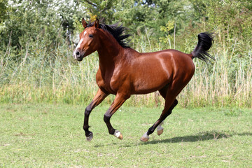 Wall Mural - Beautiful stallion galloping on summer pasture