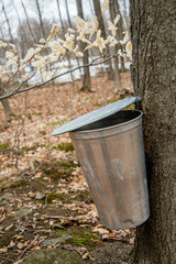 Wall Mural - Pail used to collect sap of maple trees to produce maple syrup i