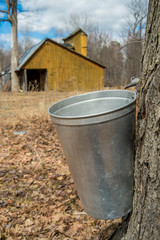 Wall Mural - Pail used to collect sap of maple trees to produce maple syrup i