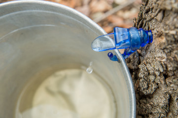 Wall Mural - Maple Sap Dripping into a Bucket