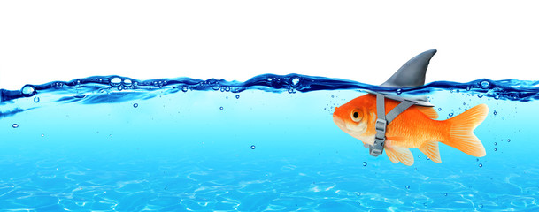 small fish with ambitions of a big shark - business concept