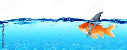 Cuadros en Lienzo Small Fish With Ambitions Of A Big Shark - Business Concept