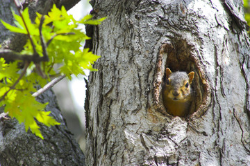 Wall Mural - squirrel in a tree