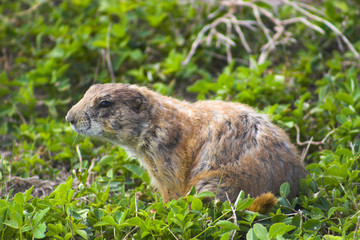 Wall Mural - ground squirrel