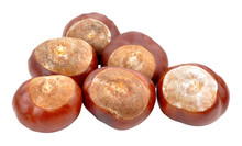 Horse Chestnut Tree Conkers