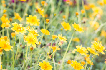  Closeup Yellow Daisy on soft  background
