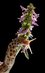 Wall Mural - Slug climbing on flowers