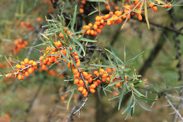 Poster - sea buckthorn plant