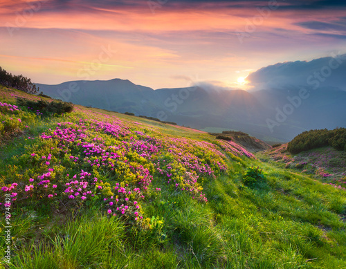 Fototapeta na wymiar Natural summer scene in Carpathian mountains