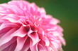 Close up of a beautiful pink Dahlia Flower (Dahlia pinnata) flower in green background.