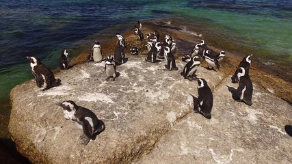 Poster - Group of African penguins (Spheniscus demersus) sitting on coastal rocks, Western Cape, South Africa 