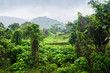 Jungle Vietnam