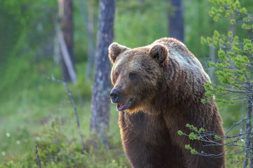 Wall Mural - brown bear in the forest on a summer evening