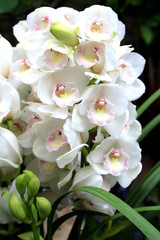 Poster - Cymbidium white