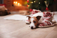 Jack Russell Dog At The Christmas And New Year