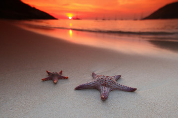 Wall Mural - Starfish on the beach